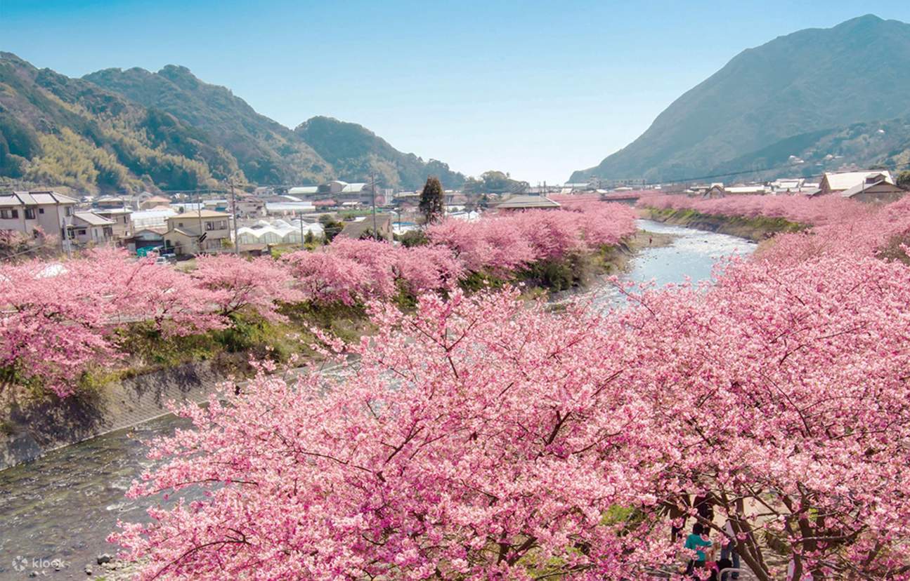 桜シーズン9名限定小グループ】伊豆お花見と海観光日帰りツアー | 河津